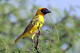 Vitelline Masked Weaver