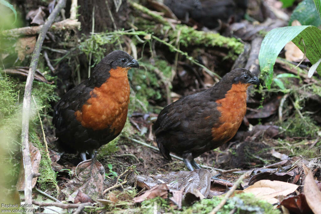 Dark-backed Wood Quailadult, habitat, pigmentation