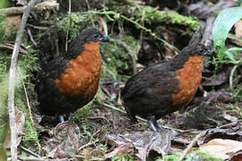 Dark-backed Wood Quail