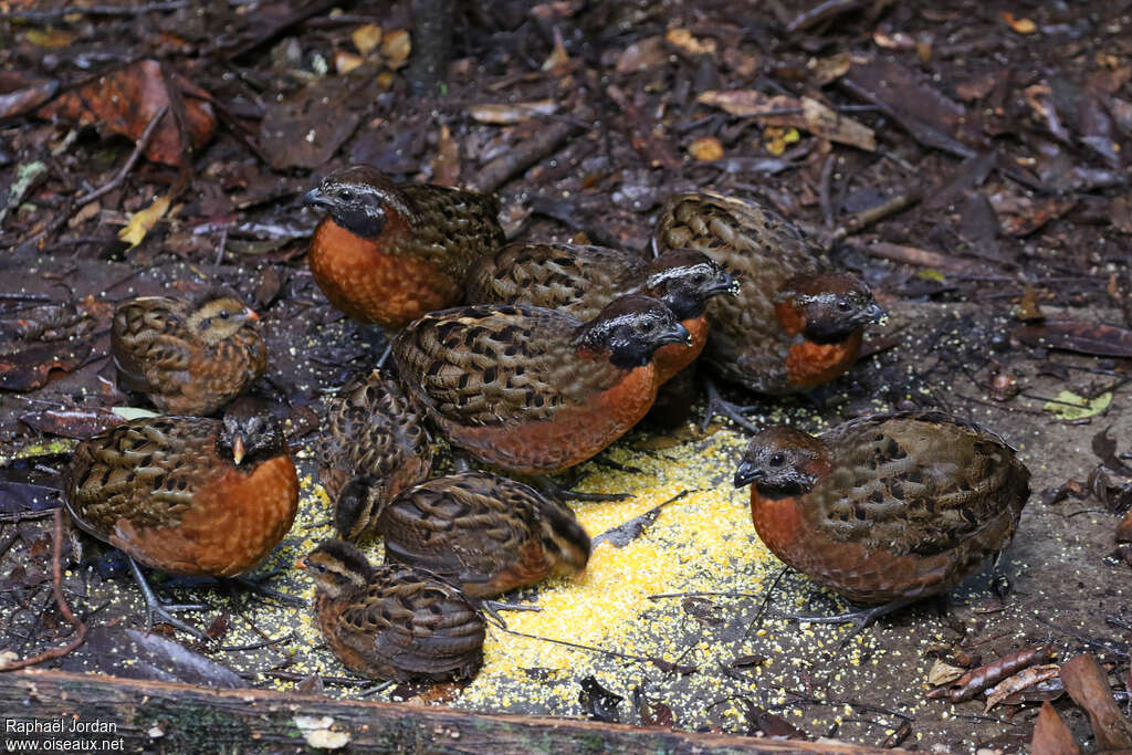 Rufous-breasted Wood Quail, eats, Behaviour