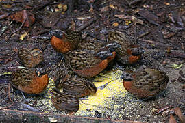 Rufous-breasted Wood Quail