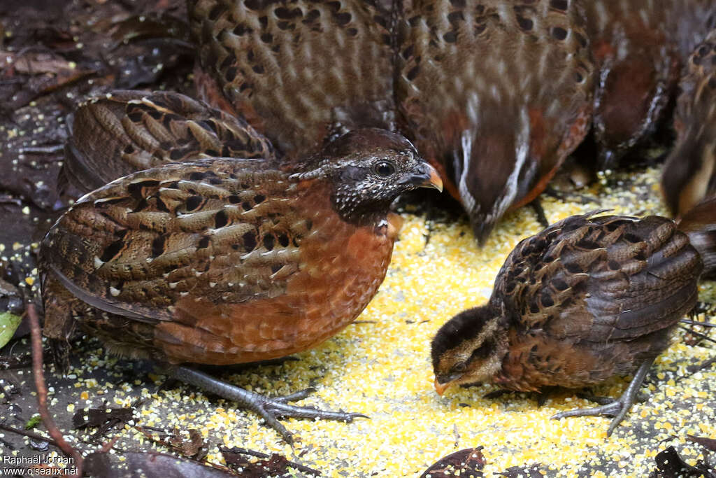 Tocro à poitrine rousse femelle adulte, identification