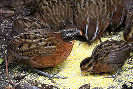 Rufous-breasted Wood Quail