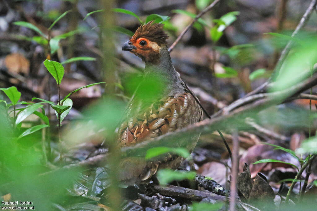 Marbled Wood Quailadult, habitat, pigmentation