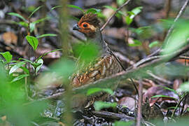 Marbled Wood Quail