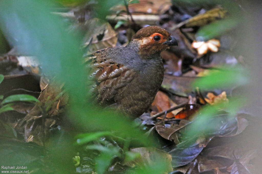 Marbled Wood Quailadult, identification