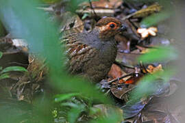 Marbled Wood Quail