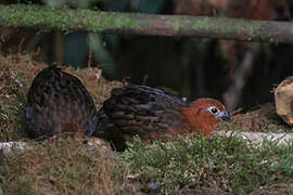 Chestnut Wood Quail