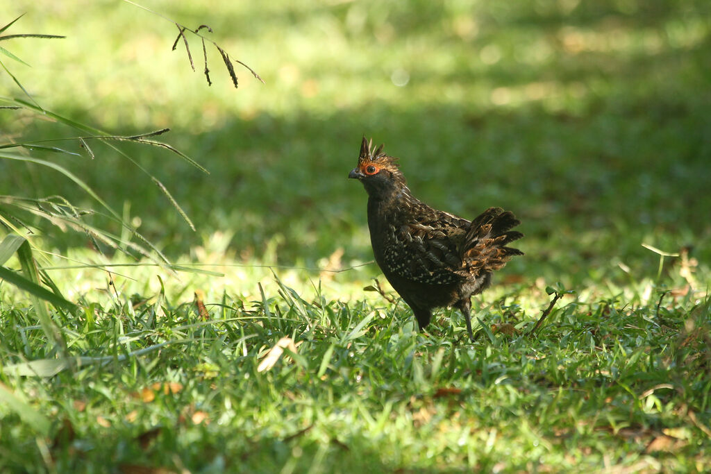 Spot-winged Wood Quail