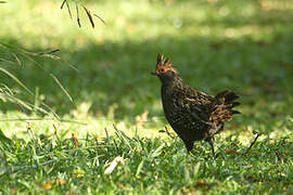 Spot-winged Wood Quail