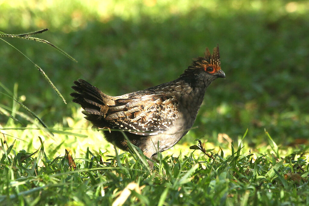 Spot-winged Wood Quail