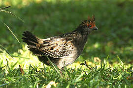 Spot-winged Wood Quail