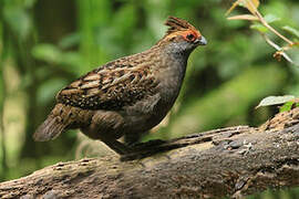 Spot-winged Wood Quail