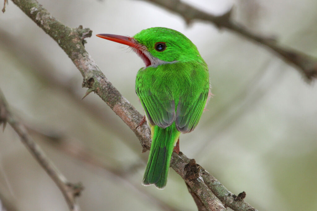 Broad-billed Todyadult