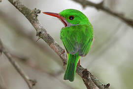 Broad-billed Tody