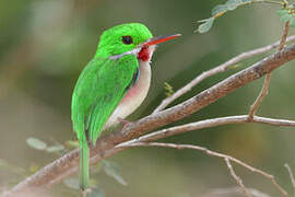 Broad-billed Tody