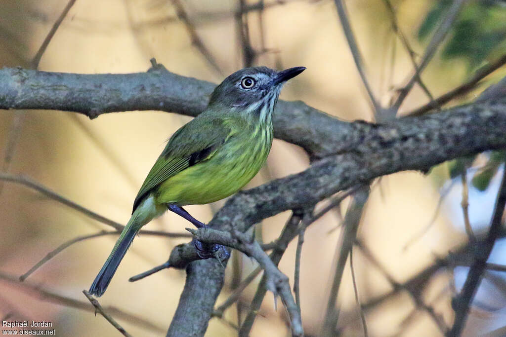 Stripe-necked Tody-Tyrantadult, identification