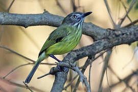 Stripe-necked Tody-Tyrant