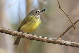 Stripe-necked Tody-Tyrant