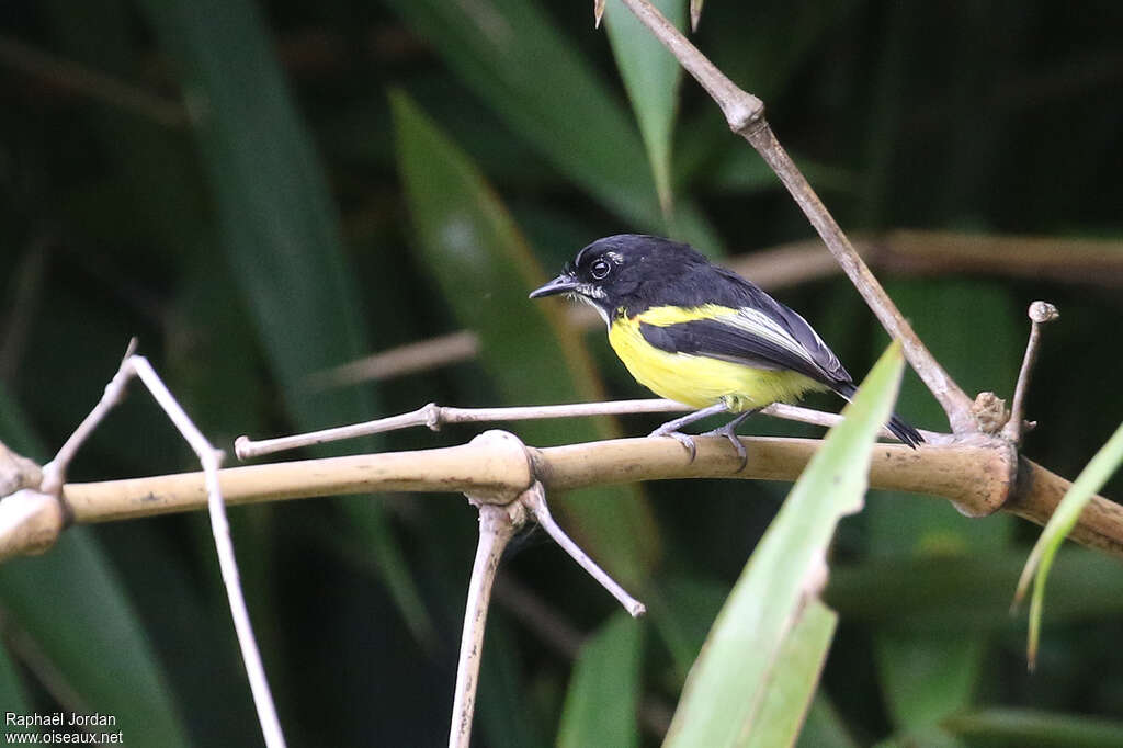 Todirostre à dos noiradulte, identification