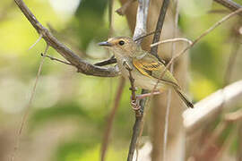 Rusty-fronted Tody-Flycatcher