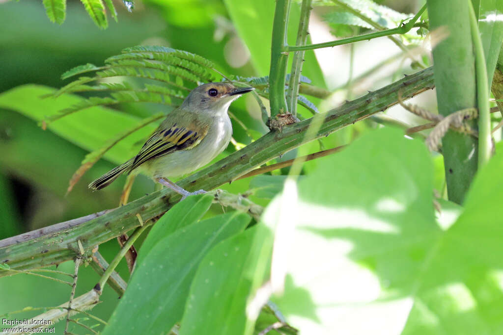 Rusty-fronted Tody-Flycatcheradult