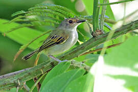 Rusty-fronted Tody-Flycatcher