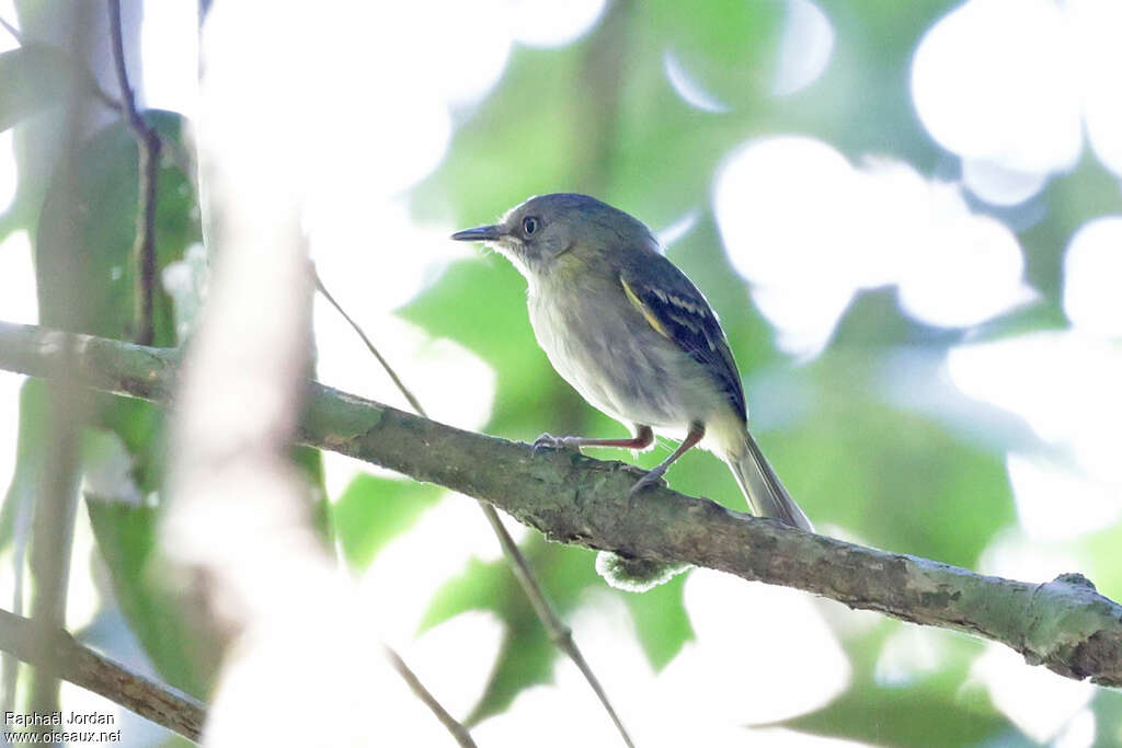 Buff-cheeked Tody-Flycatcheradult