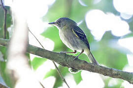 Buff-cheeked Tody-Flycatcher