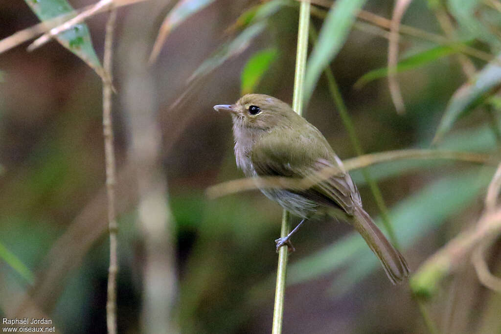 Todirostre à poitrine ombréeadulte, identification