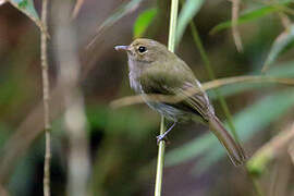 Drab-breasted Bamboo Tyrant