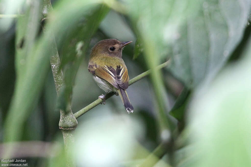 Fork-tailed Tody-Tyrantadult