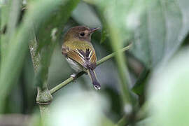 Fork-tailed Tody-Tyrant