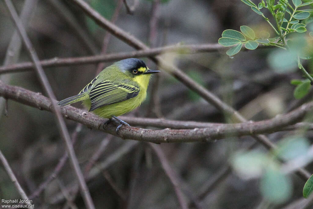 Yellow-lored Tody-Flycatcheradult, identification