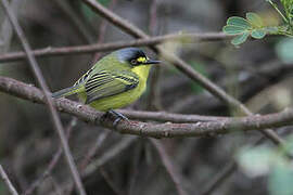 Yellow-lored Tody-Flycatcher