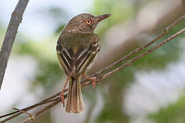 Pearly-vented Tody-Tyrant