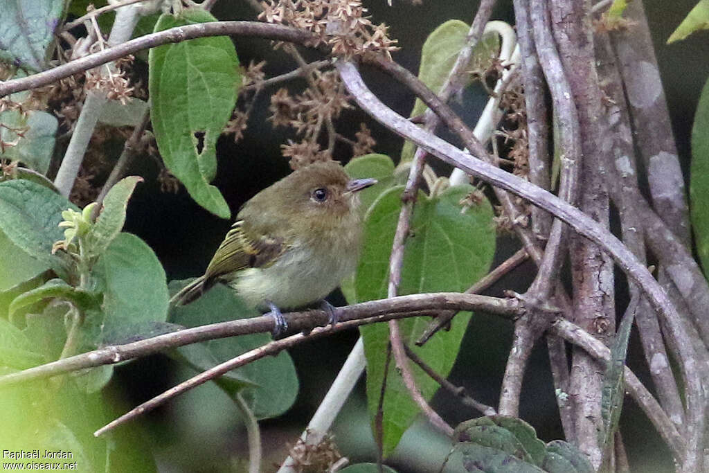 Todirostre de Bolivie, identification