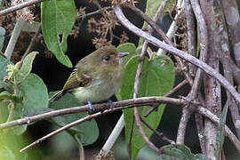 Yungas Tody-Tyrant