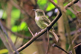 Snethlage's Tody-Tyrant