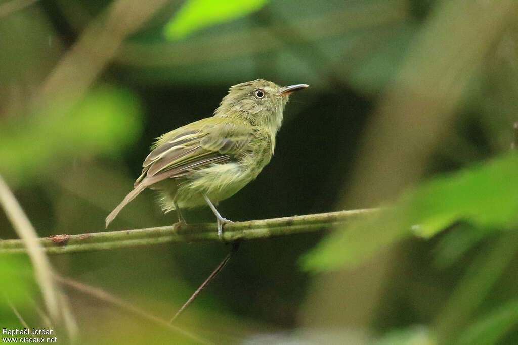 Todirostre de Snethlageadulte, identification