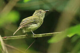 Snethlage's Tody-Tyrant