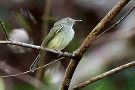 Snethlage's Tody-Tyrant