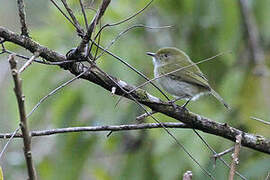 Hangnest Tody-Tyrant