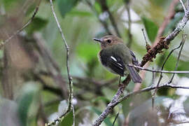 Cinnamon-breasted Tody-Tyrant