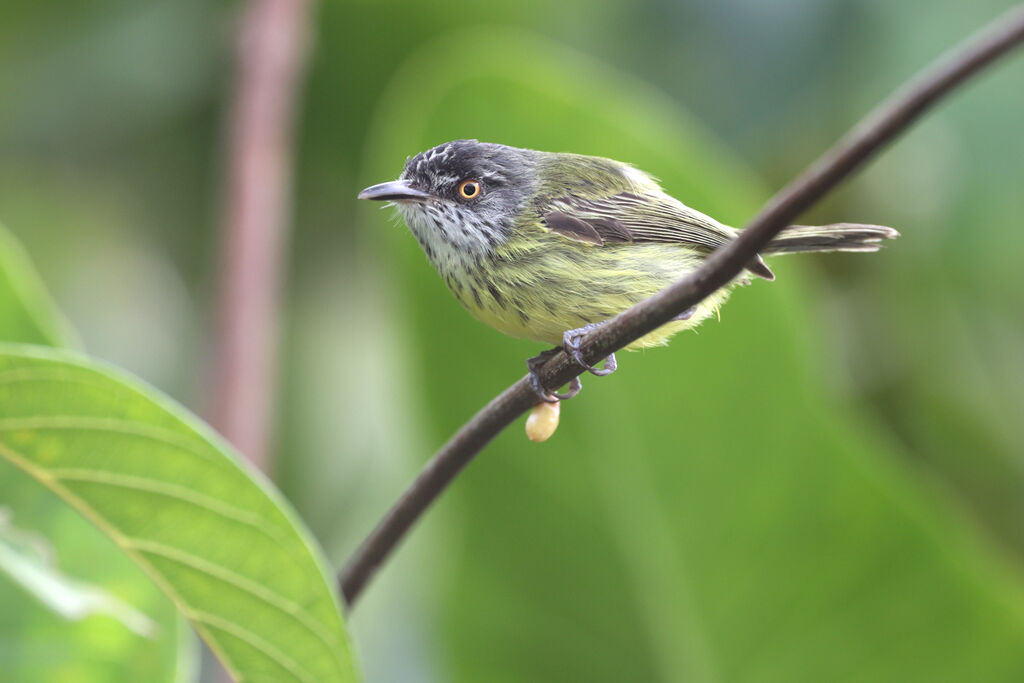 Spotted Tody-Flycatcheradult