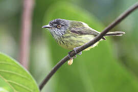 Spotted Tody-Flycatcher