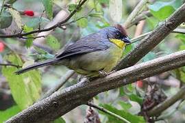 Rufous-capped Brushfinch