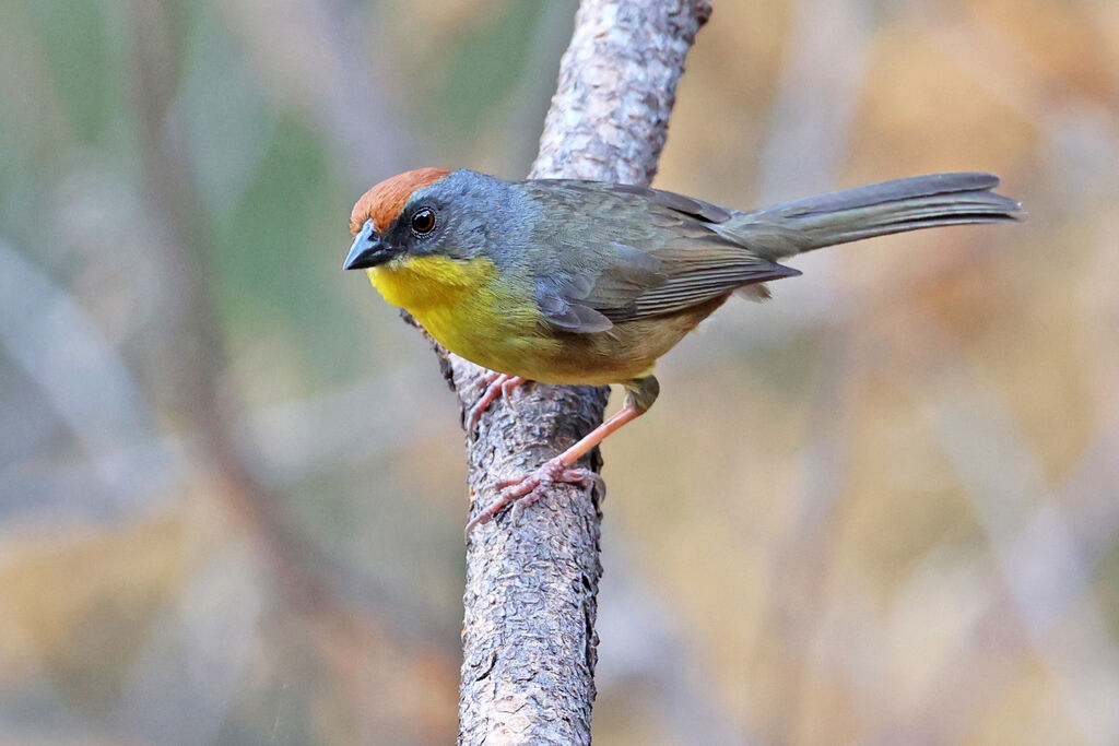 Rufous-capped Brushfinchadult