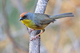 Rufous-capped Brushfinch