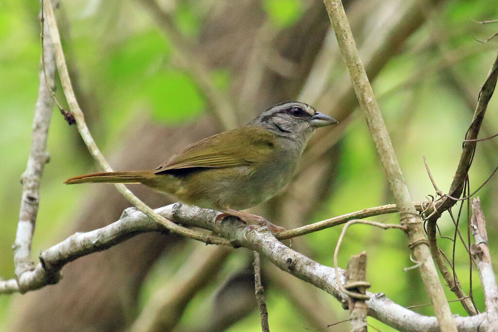 Green-backed Sparrowadult